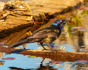 Common Common Grackle Photo and Image.  Standing on a dead log in the pond in its environment and habitat surrounding with a close-up side view.
