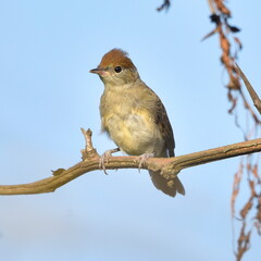 Close view of Sylvia atricapilla posing for me on the branch.