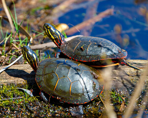 Painted Turtle Photo and Image.  Turtle couple resting on a log with moss in the pond enjoying...