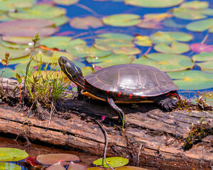 Painted Turtle Photo and Image.  Turtle close-up side view resting on a moss log in the pond with lwater lily pads in its habitat.