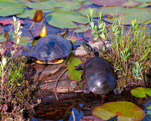 Painted Turtle Photo and Image. Couple rear view resting on a moss log in the pond with water lily pads in their environment
