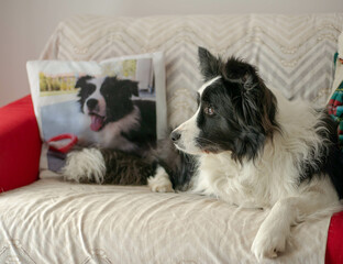 Cute border collie on the sofa look out, his puppy picture on the pillow.