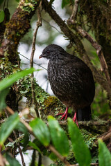 Pava andina hembra (Penelope montagnii)