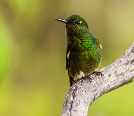 Colibri chupasavia (Boissonneaua flavescens) © Mauro