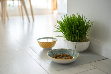 Naklejka na ściany i meble Bowls with cat food and water for pet on the floor at home. Dog fresh green grass in white bowl. Vitamins, feeding and pets care concept.