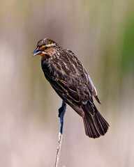 Red-Winged Blackbird Photo and Image. F emale close-up rear view, perched on a twig with blur background in its environment.