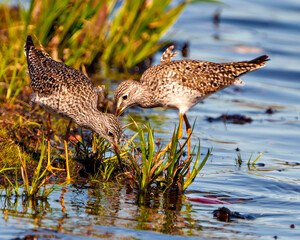 Common Sandpiper Photo and Image.   Sandpiper birds foraging for food in a marsh environment and...