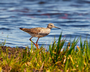 Common Sandpiper Photo and Image.   Sandpiper close-up side view standing in the water with a water...