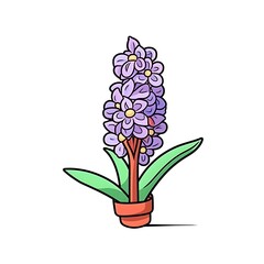Heavenly Hyacinth Fragrant  Hyacinth Flowers