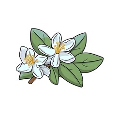 Aromatic Jasmine Fragrant  Jasmine Blossom