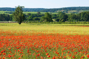 A field in full bloom with corn poppies near Frauenstein - Germany in the Rheingau