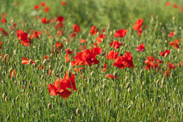 A field in full bloom with corn poppies near Frauenstein - Germany in the Rheingau