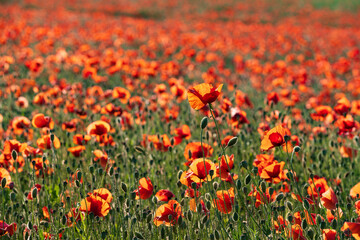 A field in full bloom with corn poppies near Frauenstein - Germany in the Rheingau