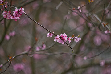 Blüten 