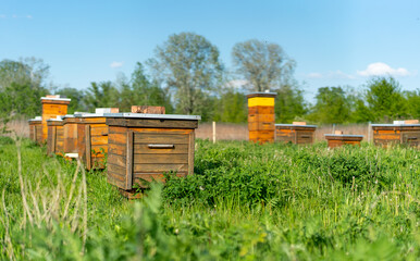 Wooden hives with honey bees in spring green grass rural farm landscape. Eco-firendly green honey...