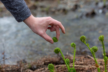 A portrait of a freshly picked  fiddleheads by river of New Brunswick, Canada.