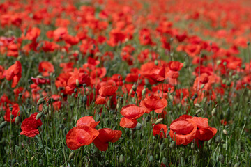 Red wild poppies bloom brightly in a field full of poppies. The sun shines on the flowers