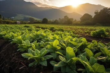 Organic lettuce field thriving in a picturesque landscape, Generative Ai