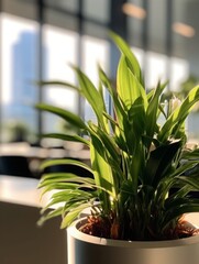 Office Plant Close-Up. Natural Light.