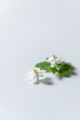 Naklejka na ściany i meble 白い花