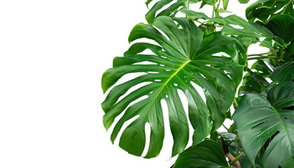 Fototapeta na wymiar Heart shaped green leaves leaf pattern nature frame design tropical foliage