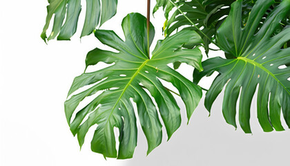 Obraz premium Heart shaped green leaves leaf pattern nature frame design tropical foliage