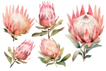 Abstract watercolor clip art featuring a pink protea flower, Generative Ai