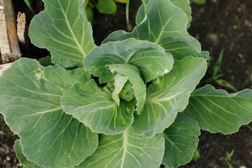 Fototapeta premium Cabbage growing in urban garden. Cabbage leaves and sprout close up. Home grown food and organic vegetables. Community garden