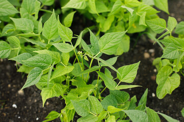 Green beans growing in urban garden. Asparagus bean sprout leaves close up. Home grown food and organic vegetables. Community garden