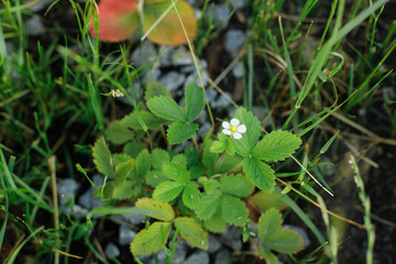 Strawberry plant growing in urban garden. Wild strawberry leaves and flowers close up. Home grown food and organic berries. Community garden