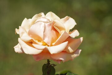 Rose du mois de mai