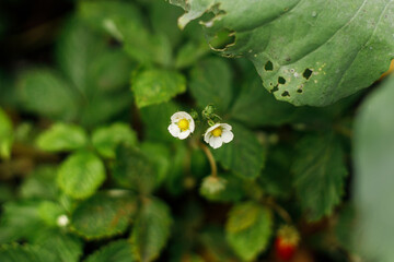 Strawberry plant growing in urban garden. Strawberry leaves and flowers close up. Home grown food and organic berries. Community garden