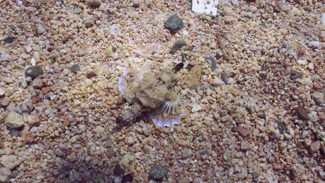 Common Seamoth, Little Dragonfish or Short Dragonfish (Eurypegasus draconis) walking on sandy rocky bottom on sunny day in sun glare, top view, slow motion