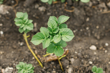 Potatoes growing from soil, urban garden. Sprouts of potato close up. Home grown food and organic vegetable. Community garden