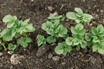 Potatoes growing from soil, urban garden. Sprouts of potato close up. Home grown food and organic vegetable. Community garden