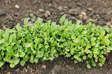 Arugula growing from soil in urban garden. Greenery and salad sprouts close up. Home grown food and organic vegetables. Community garden