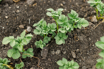Potatoes growing from soil, urban garden. Sprouts of potato close up. Home grown food and organic vegetable. Community garden