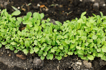 Arugula growing from soil in urban garden. Greenery and salad sprouts close up. Home grown food and organic vegetables. Community garden