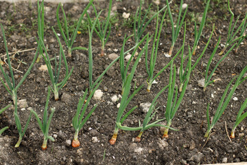 Onion growing in urban garden. Onion green stems close up. Home grown food and organic vegetables. Community garden