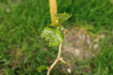 Grape plant growing in urban garden. Grapevine close up. Home grown food and organic fruits. Community garden