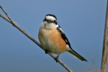 Masked shrike // Maskenwürger (Lanius nubicus) - Evros Delta, Greece