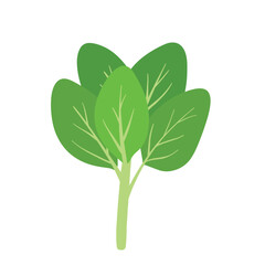 Flat Spinach Hand Drawn Vector Clip Art for Animated Green Leaves Vegetable Illustration