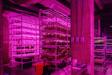 Modern greenhouse interior with artificial LED light