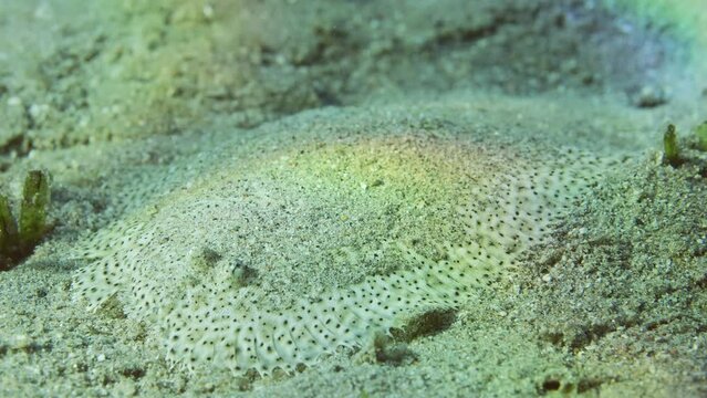 Flatfish is covered with sand on sandy bottom in bright sunny day in sunshine, slow motion. Close-up of Leopard flounder or Panther flounder (Bothus pantherinus) lies masquerading on the sand