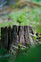Las, kwiaty polne, rośliny, art deco, krajobraz © Freshfanpage