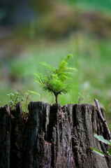 Las, kwiaty polne, rośliny, art deco, krajobraz © Freshfanpage