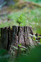 Las, kwiaty polne, rośliny, art deco, krajobraz © Freshfanpage