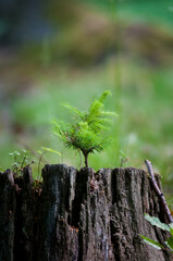 Las, kwiaty polne, rośliny, art deco, krajobraz © Freshfanpage