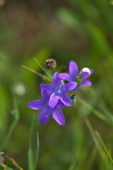 Las, kwiaty polne, rośliny, art deco, krajobraz © Freshfanpage