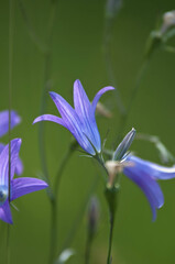 Las, kwiaty polne, rośliny, art deco, krajobraz © Freshfanpage